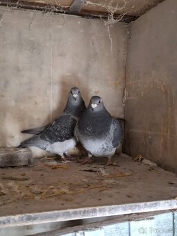 Prodej poštovních standardních holubů - 13