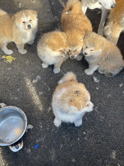 Akita inu Štěnata prodám - 13