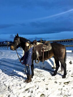 Kobyla 5 let na prodej - 13