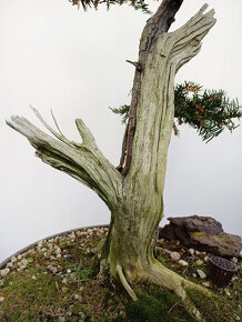 Tis červený bonsai - 13