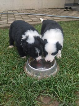 Border kolie dlouhosrstá - 13