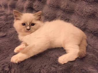 Ragdoll kocourci - 13