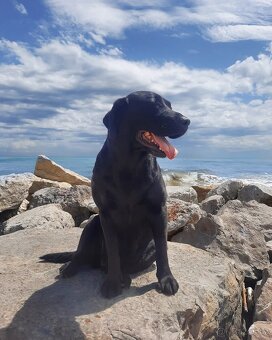 Štěňata - labradorský retriever s PP - odběr říjen 2025 - 13