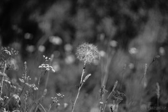 Pentacon 135 mm f2.8 Bokeh master, red edition. - 13