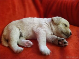 Štěňátka křížence MOMENTÁLNĚ VŠICHNI REZERVOVÁNI - 13
