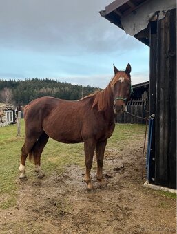 Český teplokrevník - 13