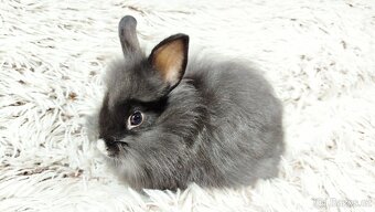 Zakrslý králík, králíček- HOLLY - 13