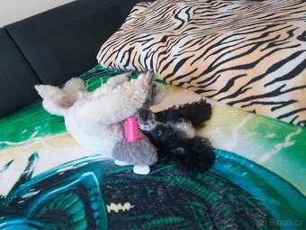 Pudlik  ke krytí - 13