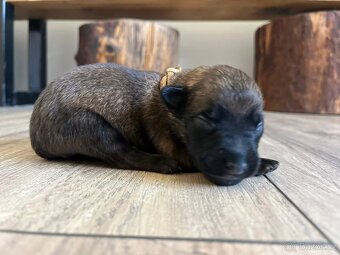 Belgický ovčák Malinois - 13
