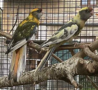 Letošní odchovy - 13