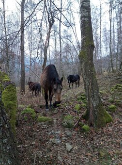 ustájení koní Paddock Paradise - 13