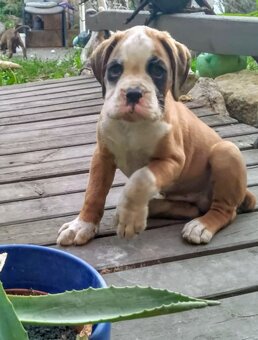 Německý  Boxer zlatý štěňě bez PP - 13