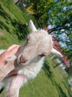 Ouessantské mini ovečky, beránek - 13
