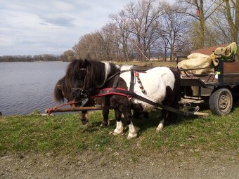 Shetland pony - 13