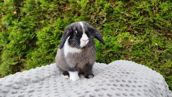 Zakrslý beránek, králík, králíček - TEA - 13
