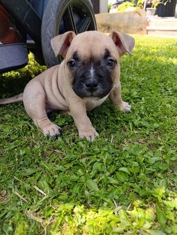 Americký Pocket Bully - 13