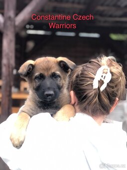 Stenata německého ovcaka - 13