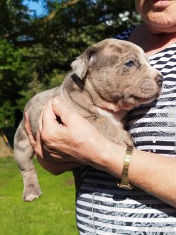 American bully XL - 13