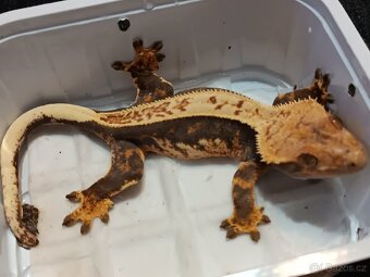 Pagekon řasnatý 1/3 - 13