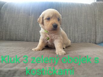 Zlatý retrívr / retriever - 13