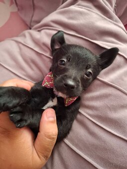 Stěně Pinč X Jack Russell - 13