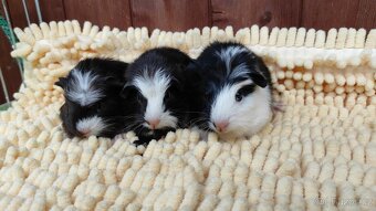 Morčata, morče, morčátka kluci i holky - 13