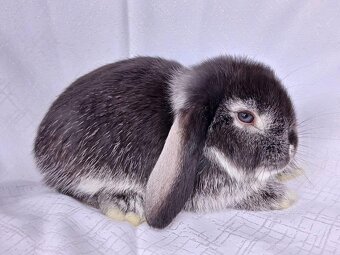 Zakrslí beránci a bílopesíkatí králíčci s rodokmenem - 13