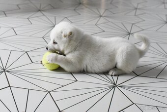 Kishu Inu štěňata s PP FCI - odběr na Vánoce - 13