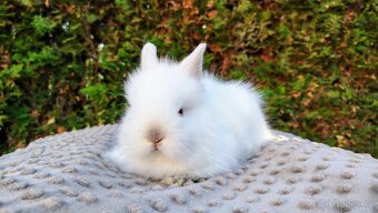Zakrslý králík, králíček - (TEDDY)- HERBERT A HEIDY - 13