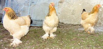 Brahmánka žlutá s tmavou kolumbijskou kresbou - 13