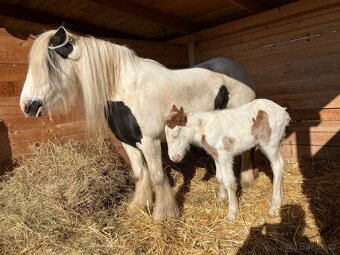 Hřebeček Irský cob - 13