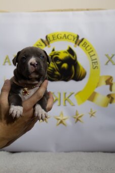 GLB TOKIO & CROWN BULLYS BARON American Bully - 13