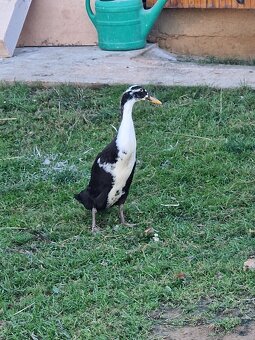 Indický běžec - 13