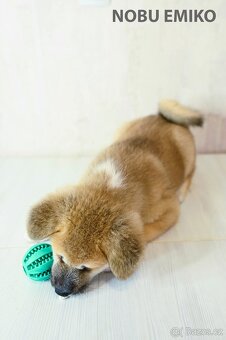 Štěňata Akita Inu - 13