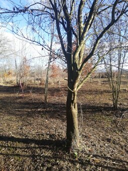 Zahradka u jezera Poděbrady (i s člunem) možnost splátek - 13