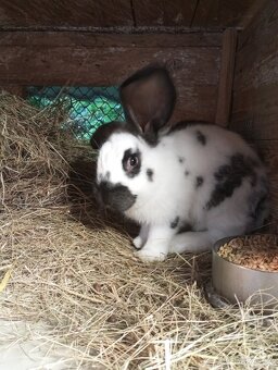 Německý obrovitý strakáč NOS a kříženci obrů - 13