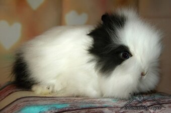 Zakrslí králíčci Teddy s VP (Vánoční miminka)-doprava po ČR - 13