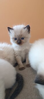 Ragdoll kotatka - 13