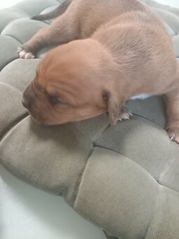 Na prodej amstaff štěňata - 13