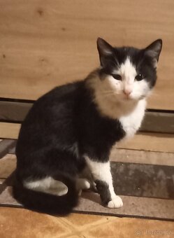 Darujeme kočičky do dobrých rukou - 13