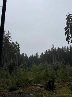 Prodám lesní pozemky v k.ú. Nicov - 13