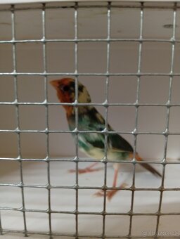 Amada papouščí červenohlavá, drobot - 13