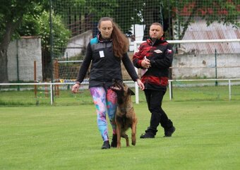 Belgický ovčák malinois s PP - 13