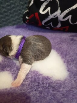 Bostonský teriér colorred - 13