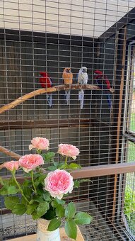 Pergola s krbem - 13