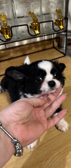 Chlapečkové čivava s PP FCI - 13