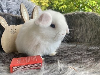 ❤️⭐️Minilop Kralicek Beránek k rezervaci ❤️ - 13