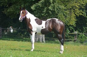 Luxusní PAINT Horse plemeník, DOUBLE HOMOZYGOT - 13
