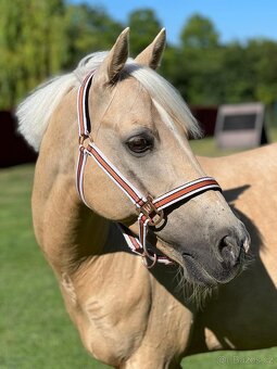 Pony B, valach  13let – drezura, parkur, ZZVJ, výstavy/ - 13