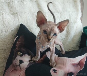 Kanadský Sphynx - 13